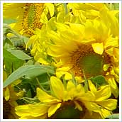 Bild mit Sonnenblumen